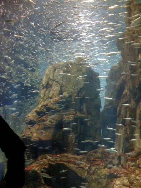 100101海遊館_1.jpg