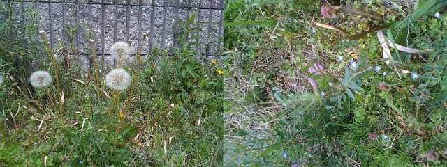 100411大渕池公園へ7.jpg