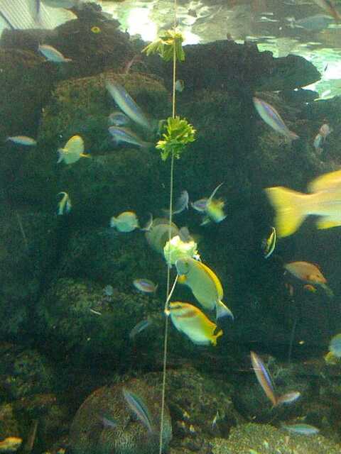 100422名古屋港水族館10_野菜のエサ.JPG