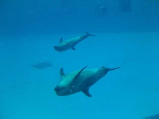 100422名古屋港水族館1_イルカ3.JPG