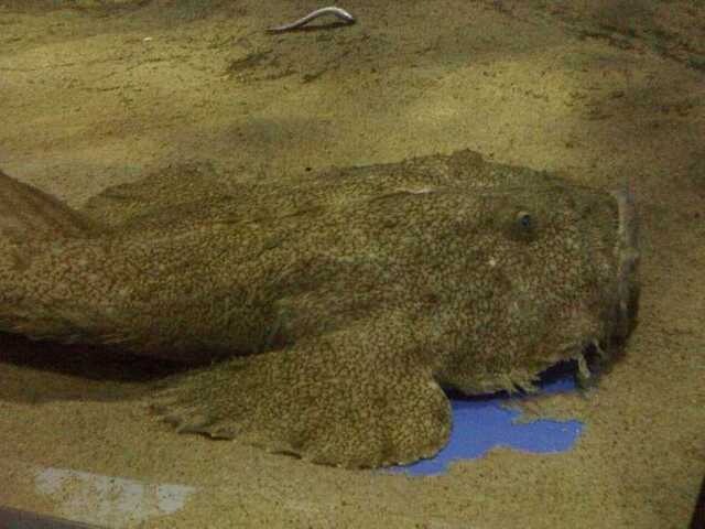 100422名古屋港水族館2_アンコウ.JPG