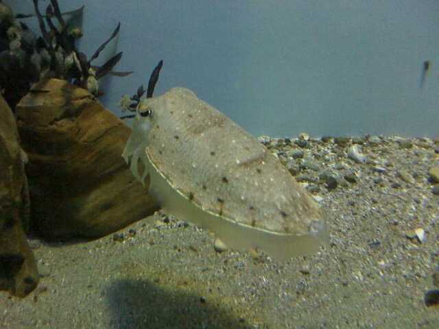 100422名古屋港水族館4_コウイカ.JPG