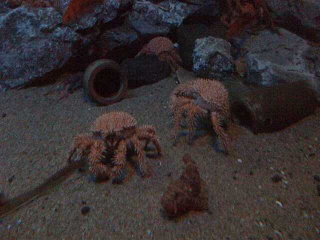 100422名古屋港水族館5_カニ.JPG