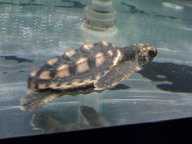 100422名古屋港水族館6_小亀.JPG