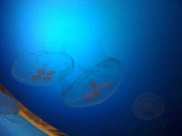 100422名古屋港水族館7_クラゲ.JPG