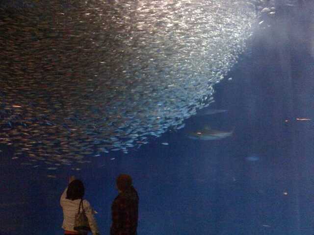 100422名古屋港水族館8_魚群.JPG