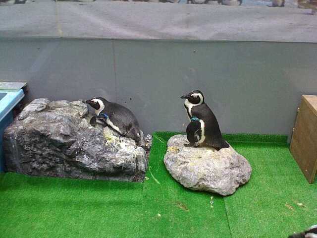 100422名古屋港水族館9_ペンギン3.JPG