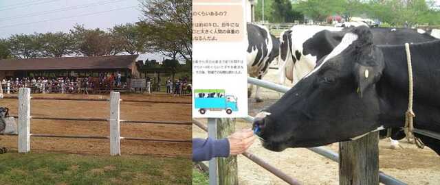 100503成田ゆめ牧場5（乗馬&ウシ）.jpg
