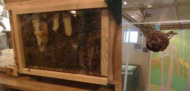 100725_橿原市昆虫館_ミツバチ&足長バチ巣.jpg