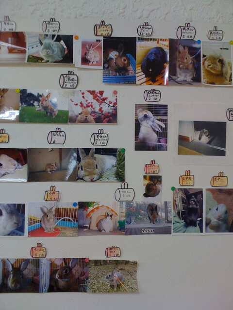 100824_名古屋うさぎとcafe13_写真.JPG