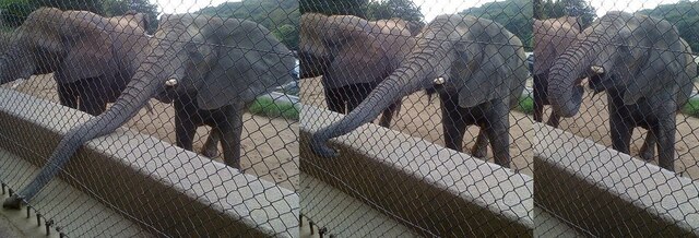 100912_姫セン_ウォーキング_12ゾウ1-3.jpg