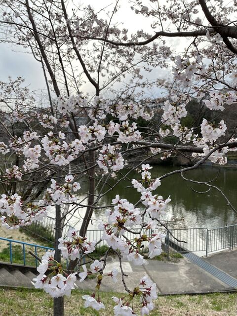 20220328_桜_公園脇1.JPEG