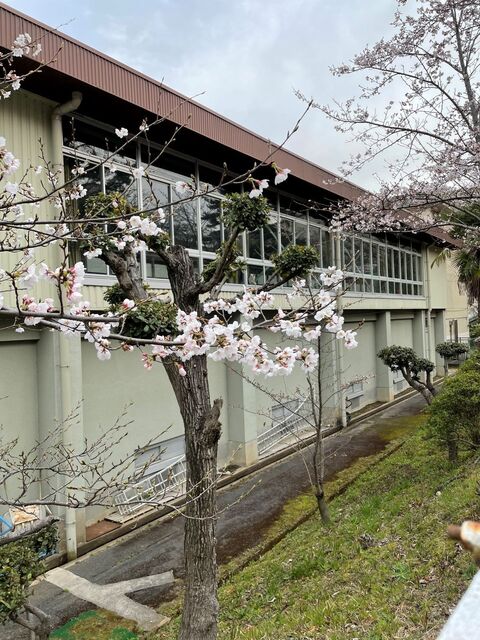 20220328_桜_小学校脇1.JPEG