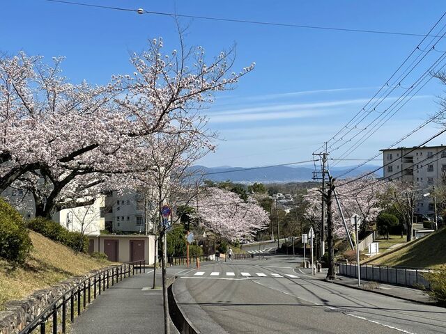 20220330_桜_富雄団地1.JPEG