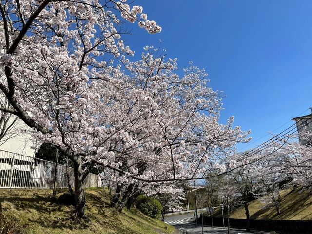 20220330_桜_富雄団地2.JPEG