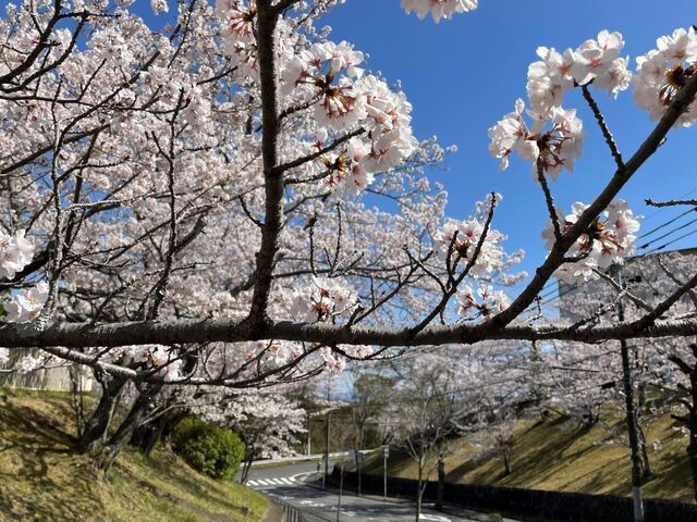 20220330_桜_富雄団地3.JPEG