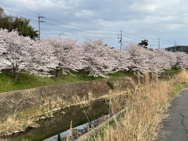20220402_桜_富雄川三碓付近2.JPEG
