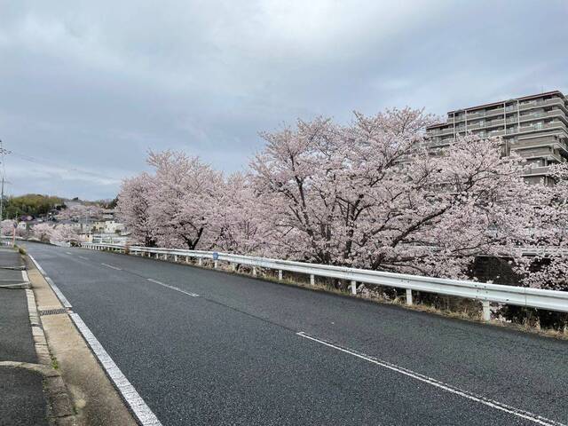 20220403_桜_富雄川三松付近1.JPEG