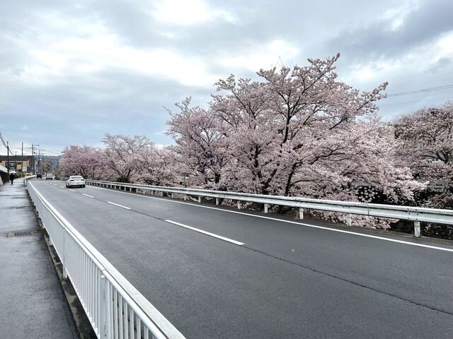 20220403_桜_富雄川三松付近2.JPEG