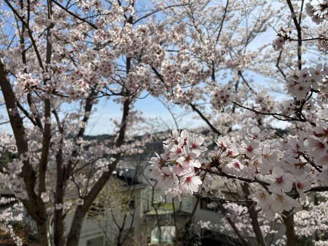 20220404_桜_公園脇2.JPEG