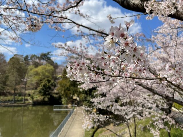 20220404_桜_公園脇3.JPEG
