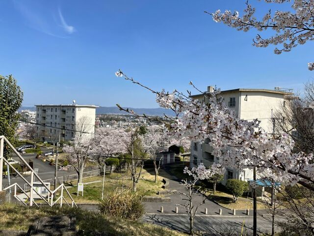 20220404_桜_富雄団地1.JPEG